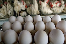 تلاش برای جلوگیری از لوکس‌شدن تخم‌مرغ!/ دولت وعده تامین نهاده داد
