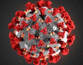 یافته‌هایی درباره مکانیسم ساختاری اتصال گیرنده‌های کروناویروس