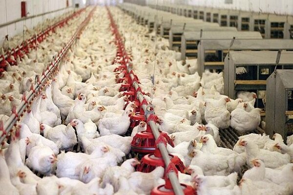 اختصاص وام ۱۶.۵ هزار میلیارد تومانی به واحدهای تولید گوشت و مرغ