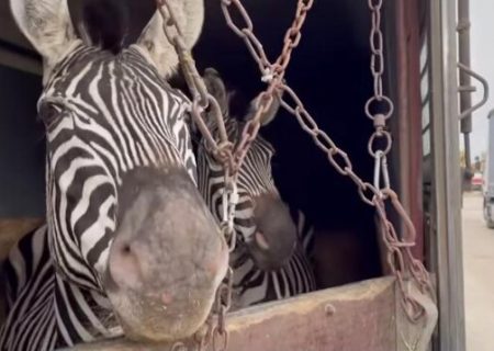 یک فعال حقوق حیوانات: محیط زیست مجوز واردات حیات وحش را صادر نکند/مقصر دانستن گمرک در مرگ گورخر قابل توجیه نیست