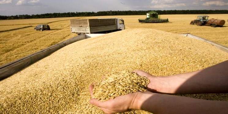 ۲٫۳ میلیون تن گندم خریداری شد/ خوزستان رکورددار خرید گندم در کشور