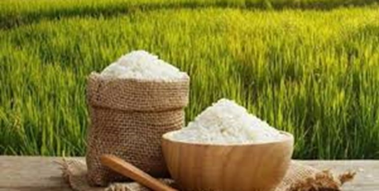 ممنوعیت فصلی واردات برنج در سال جاری لغو شد