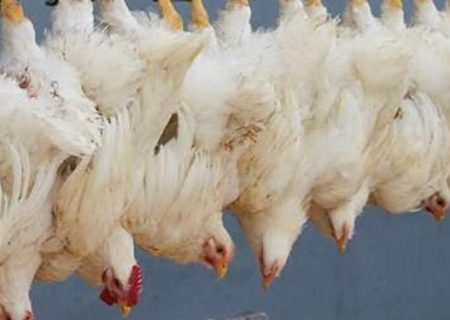انحراف در شبکه توزیع گوشت مرغ/چرا قیمت در بازار چند برابر می‌شود؟