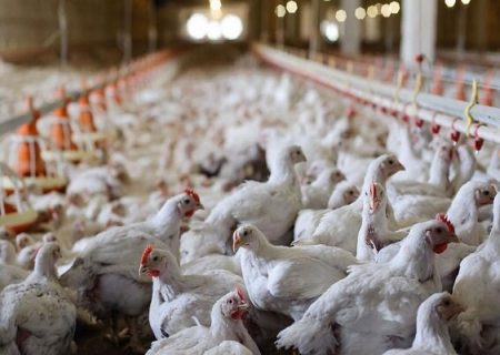چالش جدی صنعت مرغ؛از سرکوب قیمتی توسط دولت تا تلفات ناشی از گرما