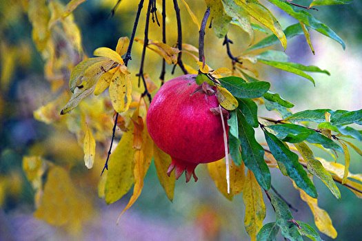 قیمت تضمینی محصولات باغی اعلام شد