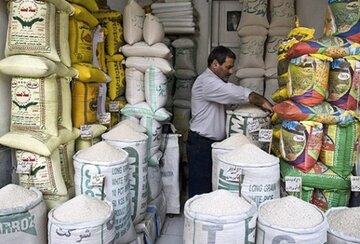 وزارت جهاد کشاورزی بازار برنج را رصد می‌کند