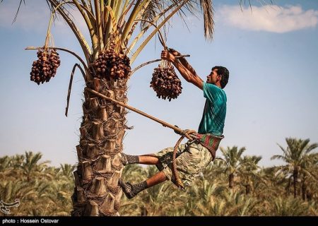 آغاز برداشت خرما در خوزستان