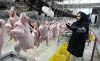 توزیع مرغ منجمد با قیمت ۴۵ هزار تومان