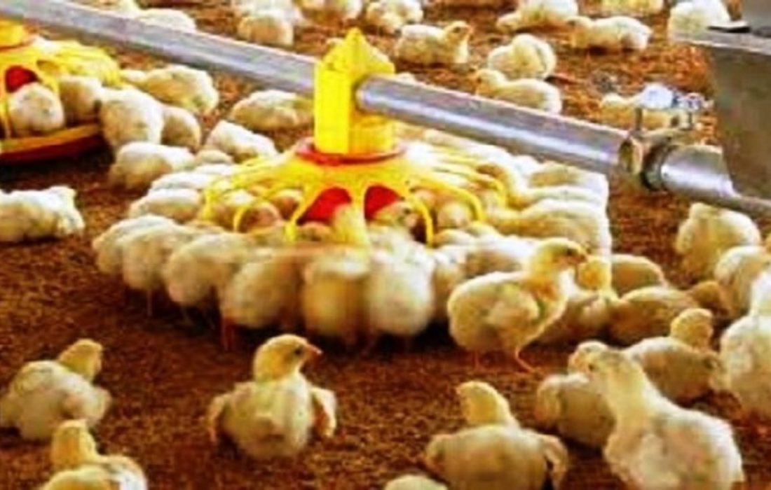 مازاد ۱۰ درصدی تولید مرغ در راه است