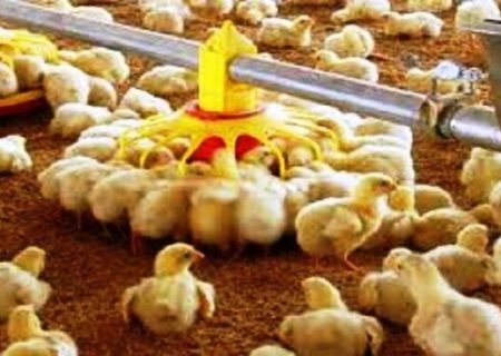 مازاد ۱۰ درصدی تولید مرغ در راه است