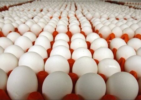 عرضه تخم مرغ بالاتر از ۳ هزار و ۱۰۰ تومان گرانفروشی است
