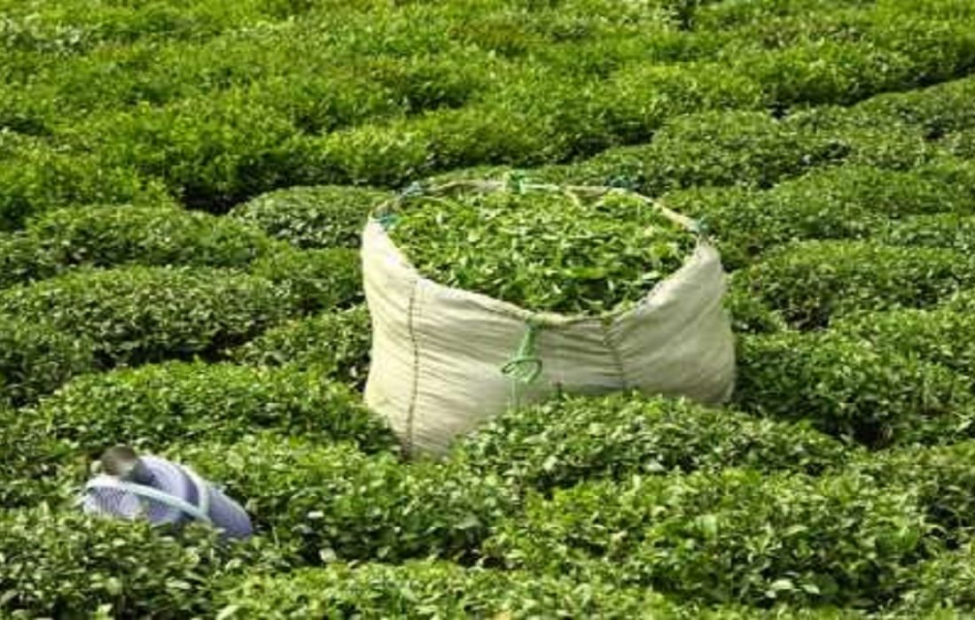 مهلت خرید تضمینی برگ سبز چای تا ۱۰ آبان تمدید شد