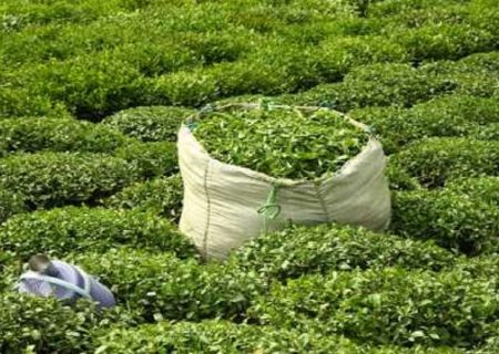 مهلت خرید تضمینی برگ سبز چای تا ۱۰ آبان تمدید شد