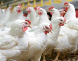 تمام مزارع مرغ در برابر آنفولانزا،‌ واکسینه شوند