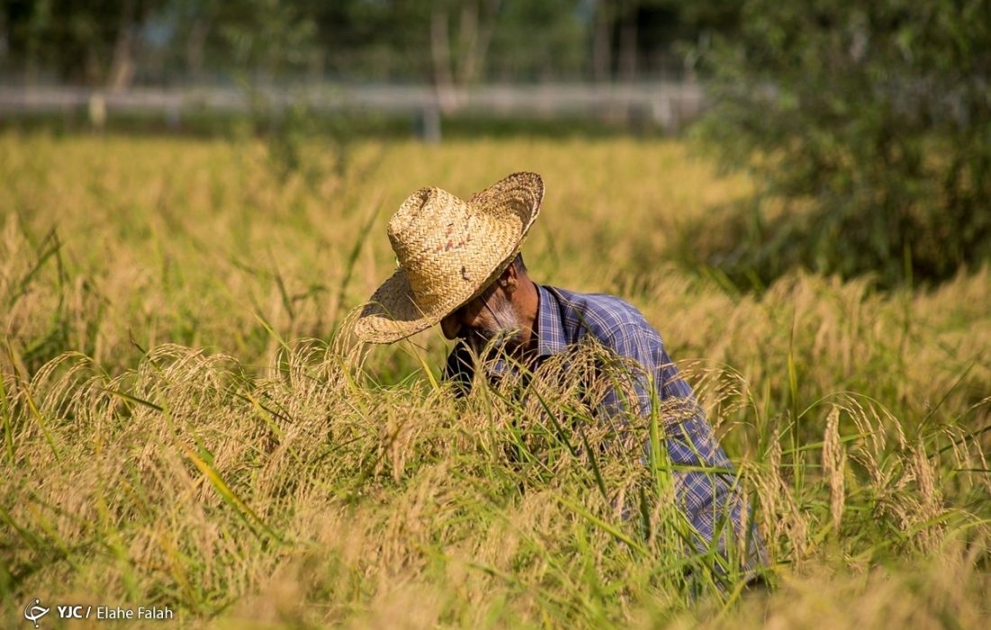 تولید برنج به ۲ میلیون و ۲۵۰ هزار تن می رسد