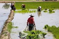 جریمه کشت برنج و چغندر قند در گیلانغرب