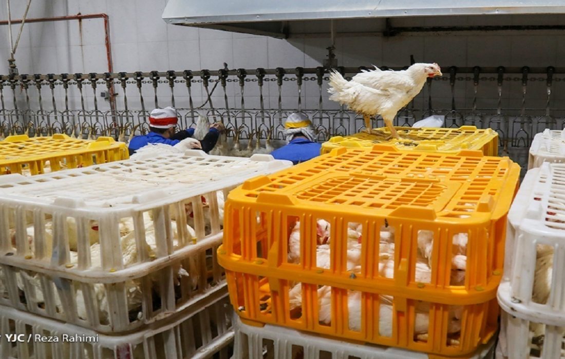 توزیع روزانه مرغ گرم به ۷ هزار و ۵۰۰ تن رسید