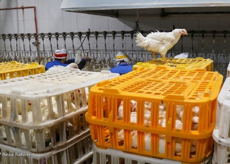 توزیع روزانه مرغ گرم به ۷ هزار و ۵۰۰ تن رسید