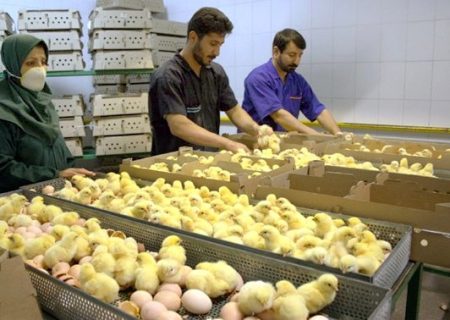 تولیدکنندگان مرغ انگیزه جوجه‌ریزی ندارند/ خسارت ۳۰۰ تا ۴۰۰ میلیارد تومانی به مرغداران در دو ماه
