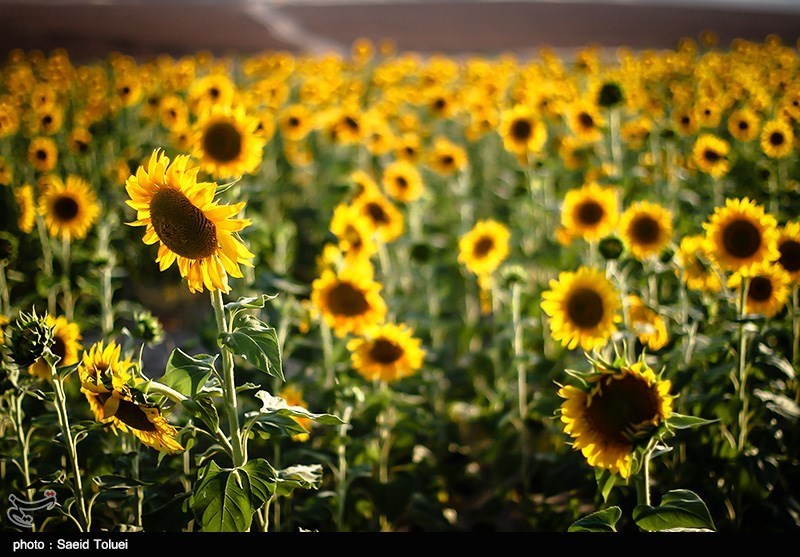 بخشنامه جدید گمرک/ مالیات ارزش افزوده ۷ کالای روغنی ۱درصد شد