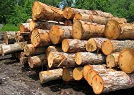 تامین ۴۰ درصد نیاز صنعت چوب از طریق داخل