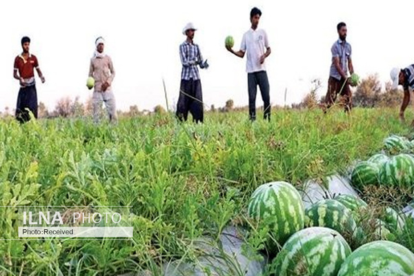 مالیات سه درصدی بر صادرات محصولات کشاورزی آببر