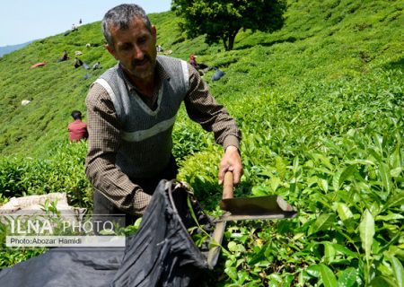 پرداخت ۹۸ درصد از مطالبات چایکاران