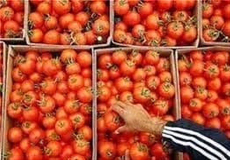 تصمیمات عجیب در بخش کشاورزی/ عوارض ۷۰ درصدی صادرات گوجه فرنگی ظرف ۲ روز لغو شد