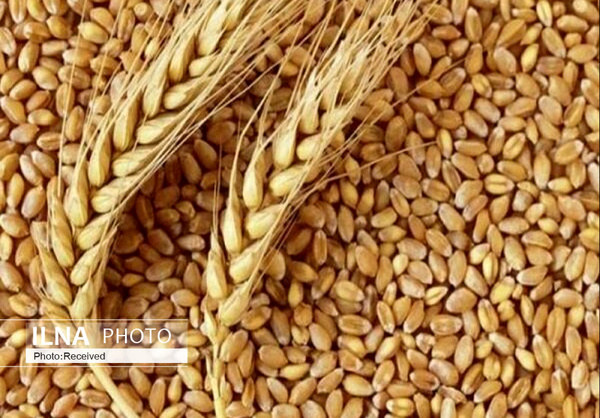 تولید گندم از مرز ۱۱ میلیون تن عبور کرد