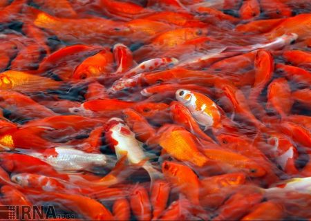 مردم ماهی قرمز را از دست‌فروشان خریداری نکنند/از تماس مستقیم با ماهی خودداری شود