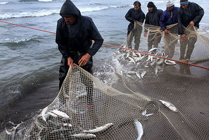 ممنوعیت صید ماهی شوریده در صیدگاه‌های خوزستان