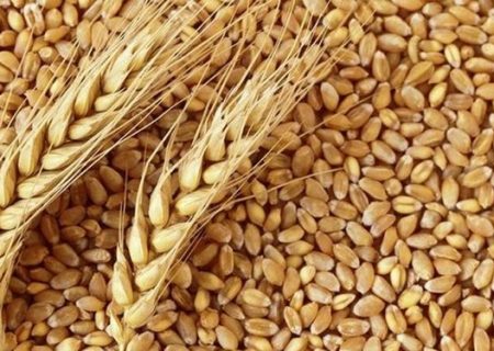 واکاوی ابعاد اصلاح نرخ‌ خرید تضمینی گندم/ آیا امسال هم مجبور به واردات گندم می‌شویم