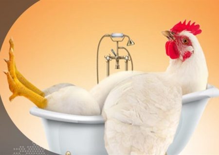 چرا بازار مرغ به هم ریخت؟
