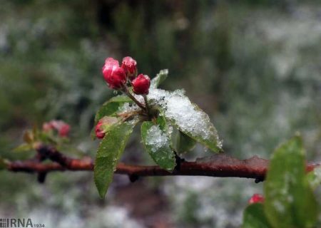 پیش‌بینی کاهش ۱۰ درجه‌ای دمـای هوا در ۵ استان شرقی و جنوبی/ خطر آسیب به باغات و شکوفه‌ها