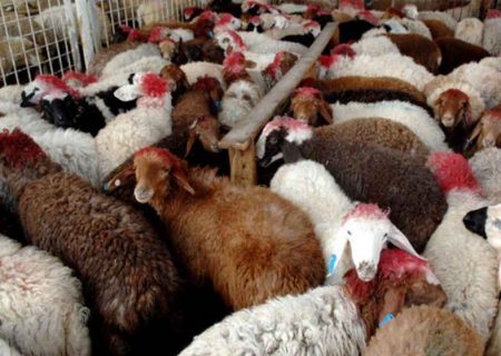تعادل بازار گوشت؛ با رفع ممنوعیت ورود دام زنده از استان‌های غربی به تهران