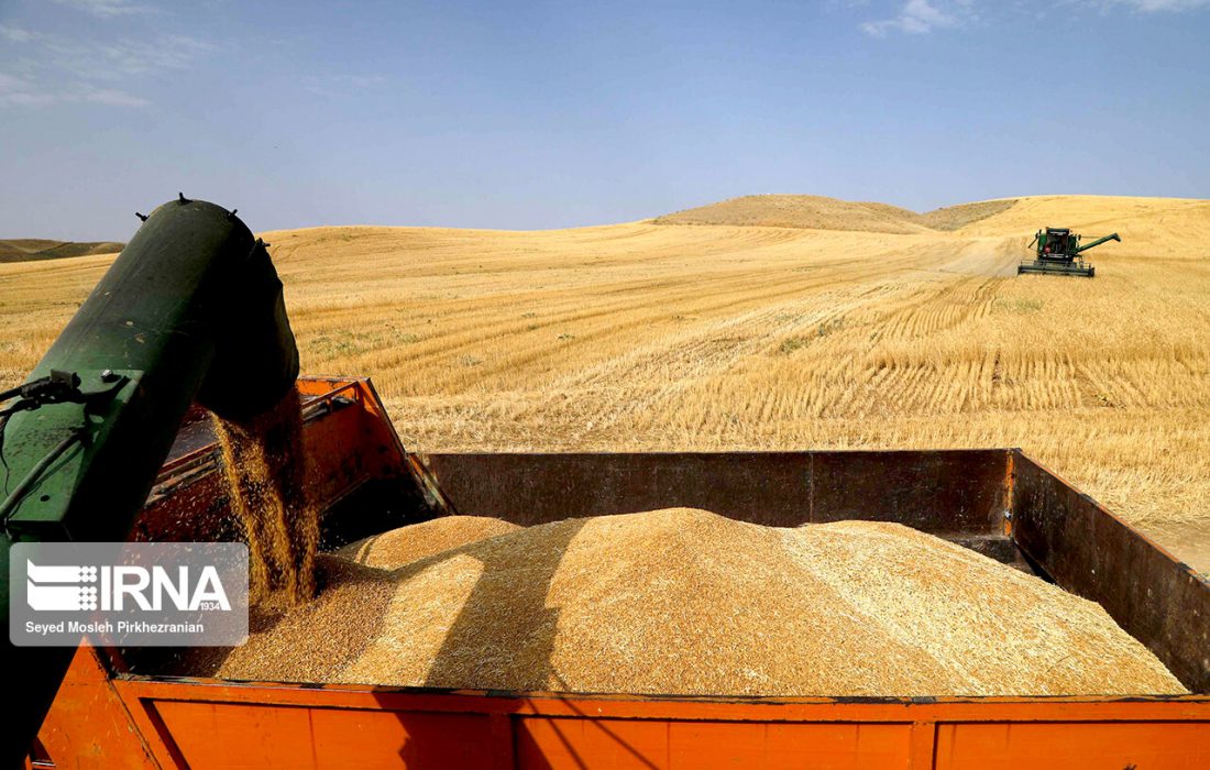 خرید ۸.۵ میلیون تنی گندم در سال زراعی جاری/ حمایت از گندمکاران