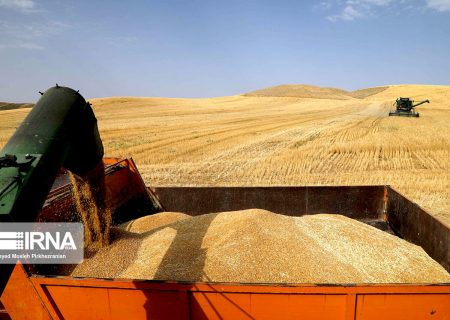 خرید ۸.۵ میلیون تنی گندم در سال زراعی جاری/ حمایت از گندمکاران