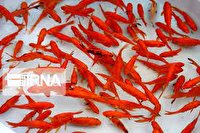 هشدار سازمان دامپزشکی کشور درباره رها سازی ماهی قرمز در روز طبیعت