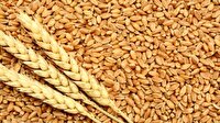 خرید تضمینی ۳۲۰ هزار تن گندم از استان‌های جنوبی کشور