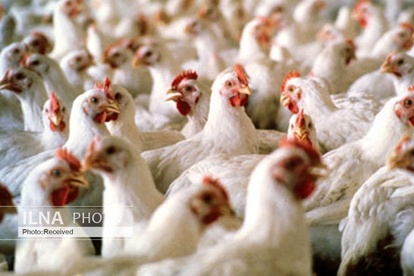 تایید کاهش تولید مرغ در اسفندماه/ مرغ کیلویی ۱۰۰ هزارتومان صحت ندارد