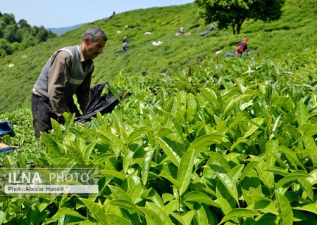 پشت پرده آمار عجیب واردات و صادرات چای/ دولت هیچ اقدامی برای تغییر کاربری مزارع نمی‌کند