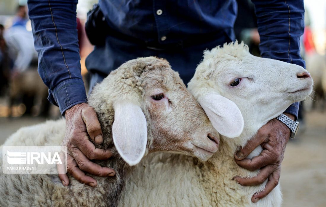 قیمت هر کیلوگرم دام زنده برای عید قربان ۱۷۰ هزار تومان اعلام شد