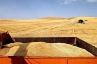 خرید تضمینی ۴ میلیون تُن گندم از کشاورزان ۲۱ استان