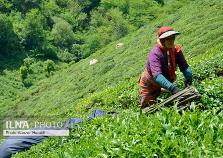 وزارت کشاورزی شرکت‌های واردکننده چای را رسانه‌ای کند/ سفره مردم با شعار پر نمی‌شود