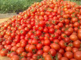 متعادل شدن قیمت‌ گوجه فرنگی  طی چند روز آینده