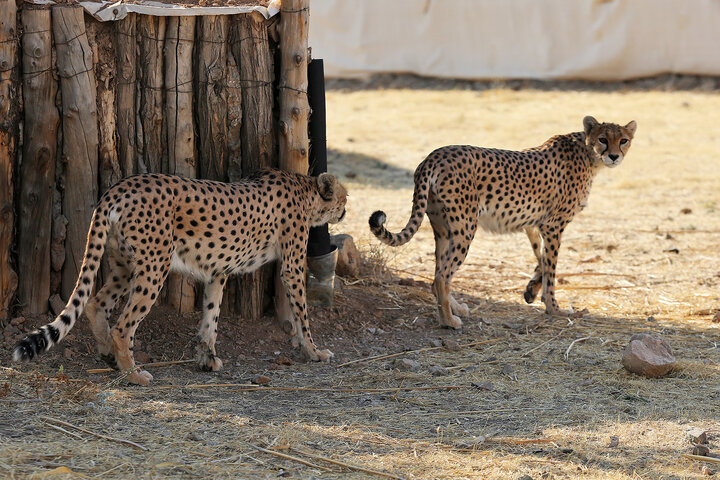 عبور یوزپلنگها از پل ابریشم