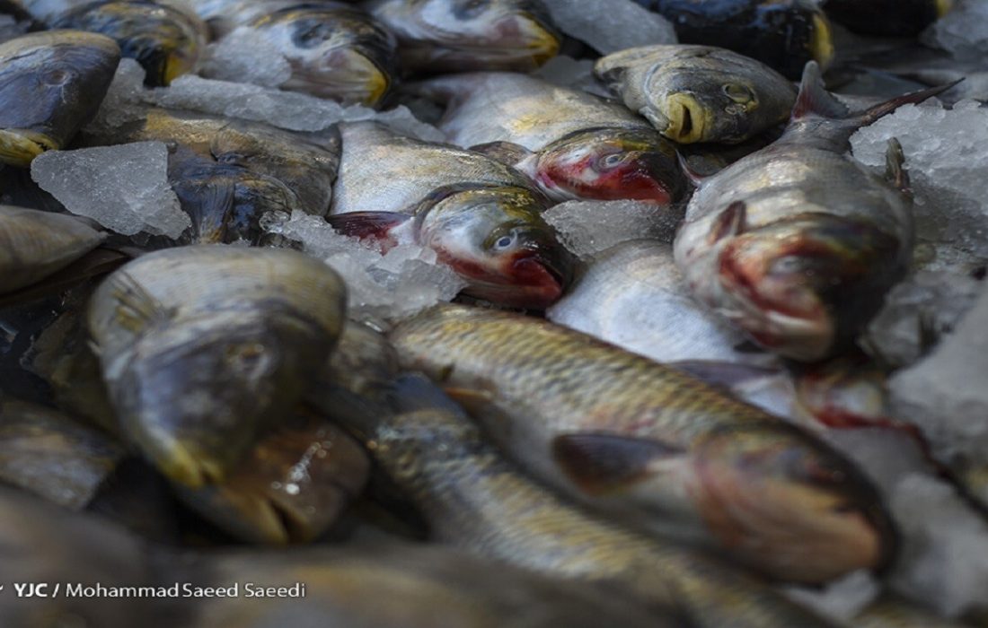 اختلاف ۳۰۰ درصدی قیمت آبزیان از مزرعه تا سفره!