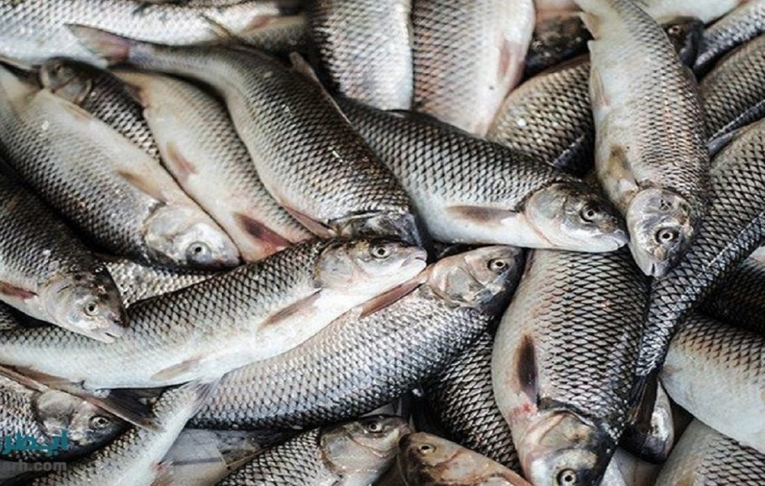 تولید ۲۰۰ هزارتن ماهی گرمآبی/ به دلیل عدم صادرات ماهی روی دست تولیدکنندگان میماند