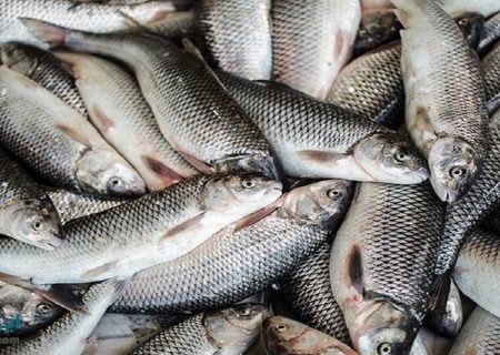 تولید ۲۰۰ هزارتن ماهی گرم‌آبی/ به دلیل عدم صادرات ماهی روی دست تولیدکنندگان می‌ماند