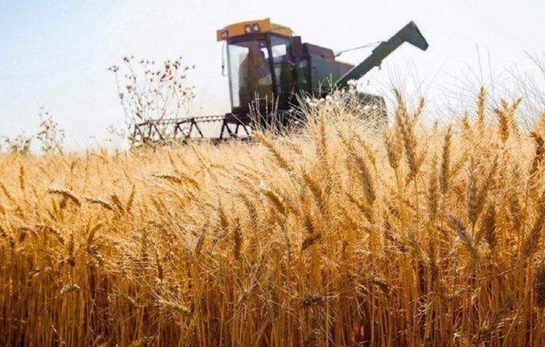 وعده اعلام قیمت گندم در هفته آینده قطعی است